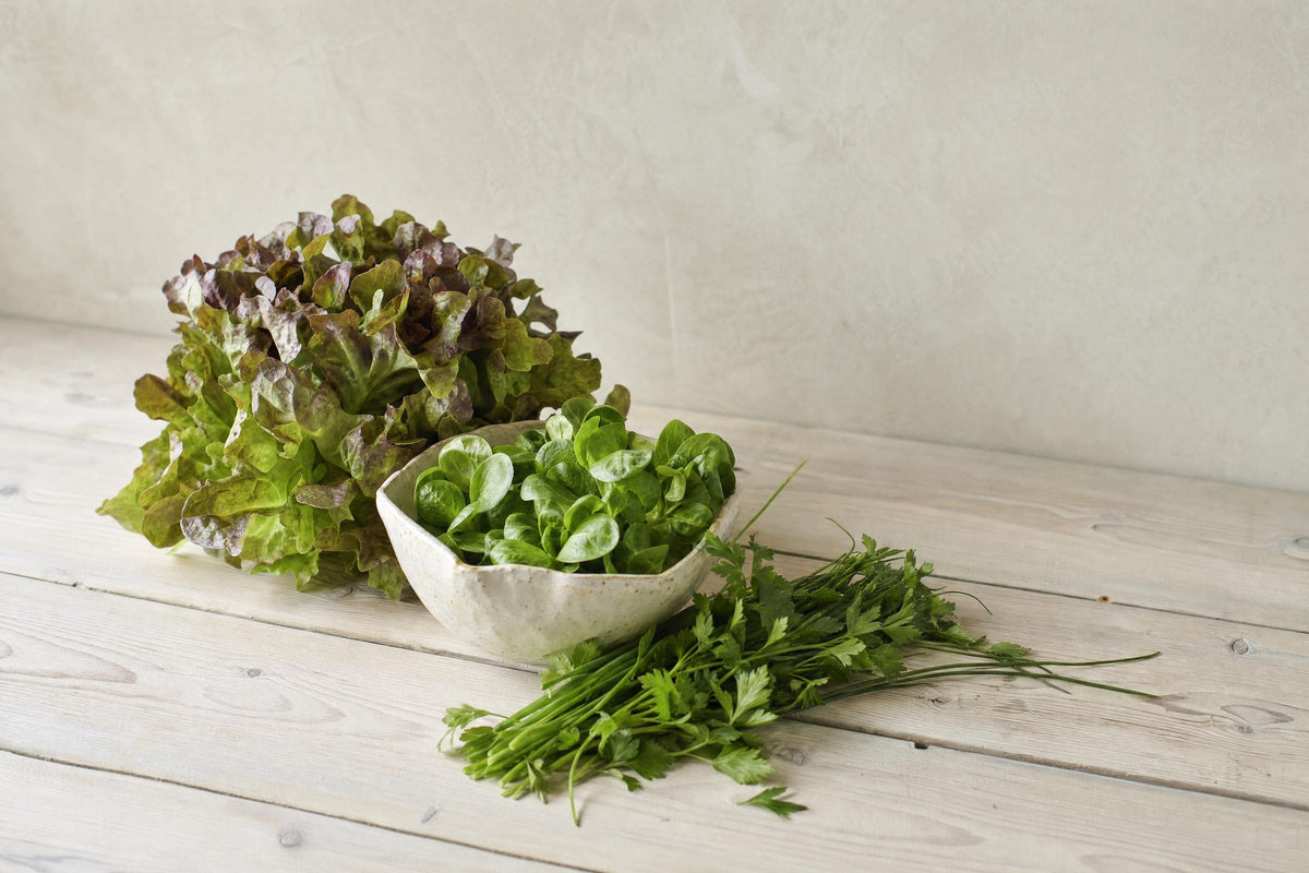 Saisonkalender Salat & Kräuter — was wann frisch ist